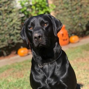 Meet your Posher, Georgee